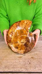 Ammoniet - Gefossiliseerd dier - Aioloceras (Cleoniceras)