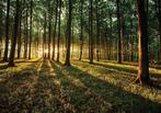 Bos fotobehang Opkomende Zon, Bos behang, Ook op maat, Verzenden, Bos behang,