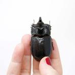 Set van 20 Thaise neushoornkevers, A1-voorbeelden Taxidermie, Antiek en Kunst