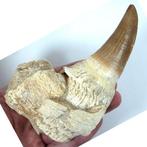 Tylosaur tand - Fossiele tand - Hainosaurus sp. - Cuallity, Verzamelen, Mineralen en Fossielen