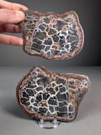 Ingedeelde septaria-knoop - van topkwaliteit Nodule -