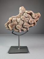 Ammoniet met aragonietvervanging - Gefossiliseerde schelp -, Verzamelen, Mineralen en Fossielen