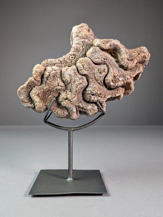 Ammoniet met aragonietvervanging - Gefossiliseerde schelp -, Verzamelen, Mineralen en Fossielen
