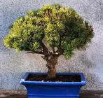 Den bonsai (Pinus) - Hoogte (boom): 40 cm - Diepte (boom):