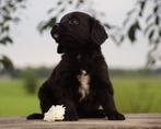Friese Stabij pups x Golden Retriever pups stamboom ouders