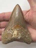 Megalodon tand 10,6 cm - Fossiele tand - Carcharocles
