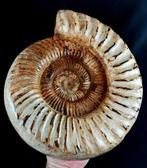 Ammoniet - Gefossiliseerd dier - Kranaosphinctes roedereri, Verzamelen, Mineralen en Fossielen