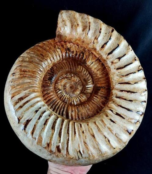 Ammoniet - Gefossiliseerd dier - Kranaosphinctes roedereri, Verzamelen, Mineralen en Fossielen