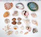 verzameling van 23 bijzondere en decoratieve schelpen, Verzamelen, Nieuw