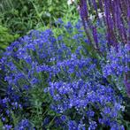 Veronica austriaca Knallblau - Potmaat 9x9 cm, Tuin en Terras, Planten | Tuinplanten, Ophalen of Verzenden