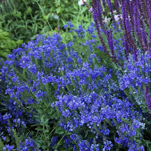 Veronica austriaca Knallblau - Potmaat 9x9 cm, Tuin en Terras, Planten | Tuinplanten, Ophalen of Verzenden