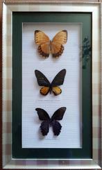 Vlinder Taxidermie volledige montage - Stichophthalma, Nieuw