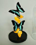 Vlinder Taxidermie volledige montage - Papilio Bromius x, Verzamelen, Dierenverzamelingen, Nieuw