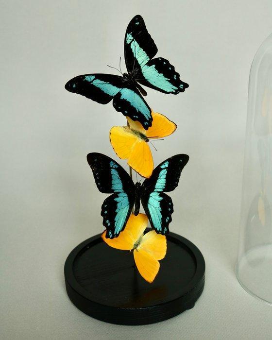 Vlinder Taxidermie volledige montage - Papilio Bromius x, Verzamelen, Dierenverzamelingen