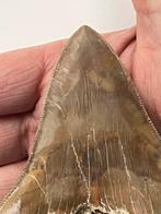Megalodon tand 10,1 cm - Fossiele tand - Carcharocles, Verzamelen