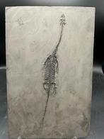 Fossiel - Fossiele matrix - Keichousaurus sp. - 27.5 cm -