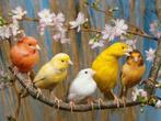 zingende zang kanarie in vele kleuren, Dieren en Toebehoren, Vogels | Kanaries, Meerdere dieren, Zangkanarie