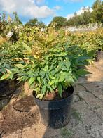 Nandina domestica Obsessed Gulfstream hemelse bamboe, Ophalen