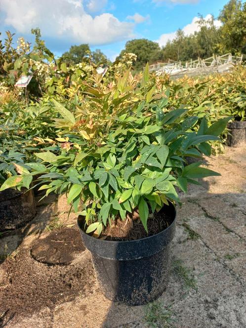 Nandina domestica Obsessed Gulfstream hemelse bamboe, Tuin en Terras, Planten | Struiken en Hagen, Ophalen