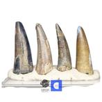 Fossiele tand - Set of 4 Huge Sarcosuchus imperator