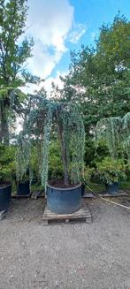 Cedrus Atlantica glauca Pendula treurceder, Tuin en Terras, Planten | Bomen, Ophalen