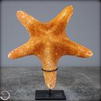 Mooie zeester Asterias Rubens op stand- 335.42 g, Verzamelen