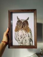 Vlinder Taxidermie volledige montage - Owl Ringlet - 32 cm -, Verzamelen, Dierenverzamelingen, Nieuw