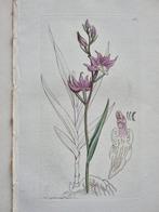 James Edward Smith (1759/ 1828) - James Sowerby (1757/ 1822)