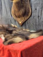 Gems Taxidermie wandmontage - Rupicapra rupicapra - très, Verzamelen, Dierenverzamelingen, Nieuw