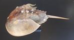 Degenkrab Taxidermie volledige montage - Limulidae Krabbe, Nieuw