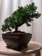 Jeneverbes bonsai (Juniperus) - Hoogte (boom): 17 cm -