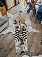 Zebra Taxidermie volledige montage - Equus quagga - 300 cm -, Nieuw