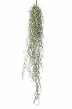 Tillandsia hangplant l75cm. header Prachtige hanger, Ophalen of Verzenden, Nieuw