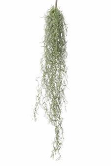 Tillandsia hangplant l75cm. header Prachtige hanger, Huis en Inrichting, Woonaccessoires | Kunstplanten en Kunstbloemen, Nieuw