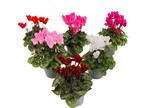 Cyclamen - mix of 6, Huis en Inrichting, Kamerplanten, Verzenden