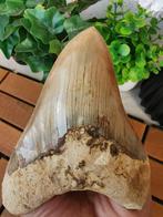 Megalodon - Fossiele tand - 13.9 cm - 9.5 cm, Verzamelen, Mineralen en Fossielen