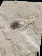 Vis - Fossiel skelet - Keuppia - 16 cm - 22 cm