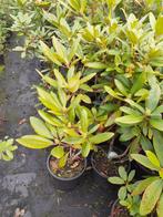 Rhododendrons 80cm hoog in pot €9,50, Tuin en Terras, Ophalen, Rhododendron, Struik, Minder dan 100 cm