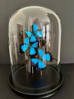 Vlinder Taxidermie volledige montage - Papilio Ulysses - 30, Antiek en Kunst, Curiosa en Brocante