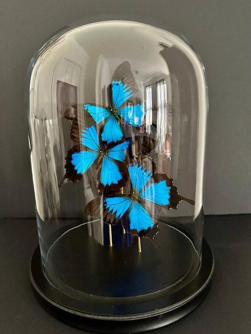 Vlinder Taxidermie volledige montage - Papilio Ulysses - 30, Antiek en Kunst, Curiosa en Brocante