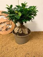 Vijgenboom bonsai (Ficus) - Hoogte (boom): 35 cm - Diepte