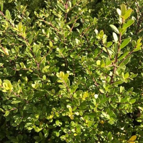 Japanse Hulst- Ilex crenata ‘Caroline Upright’ - 40-60 cm, Tuin en Terras, Planten | Bomen, Ophalen of Verzenden