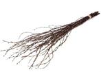Berkentakken Birch Naturel ca. 60 cm 10 stuks, Ophalen of Verzenden, Nieuw