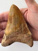 Megalodon tand 11,1 cm - Fossiele tand - Carcharocles