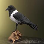 Schildraaf Taxidermie Opgezette Dieren By Max, Ophalen of Verzenden, Nieuw, Vogel, Opgezet dier
