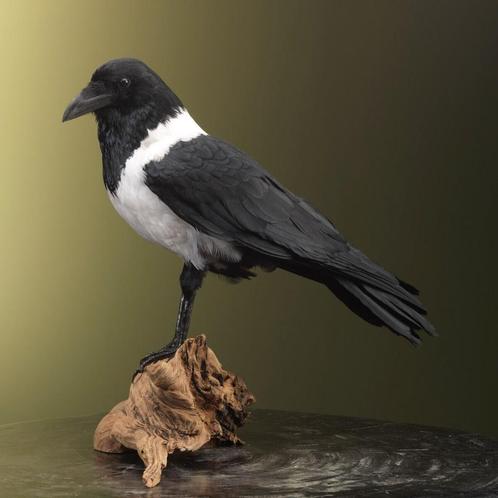 Schildraaf Taxidermie Opgezette Dieren By Max, Verzamelen, Dierenverzamelingen, Opgezet dier, Nieuw, Vogel, Ophalen of Verzenden