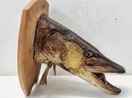 Snoek Taxidermie hoofdmontage - Esox lucius - 34 cm - 34 cm, Nieuw