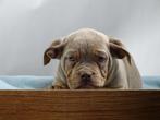 Old English Bulldog pups! t Gezonde type. Mogen mee!, Parvo, Nederland, 8 tot 15 weken, Bulldog