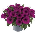 Petunia Beautical - Paars, Ophalen of Verzenden