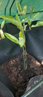 Aubergine plantjes zelf kweken, Voorjaar, Volle zon, Zaad